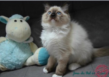 chaton seal point-mitted - Chatterie Ragdolls du Val de Beauvoir